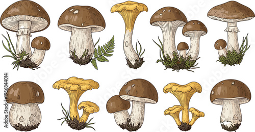 Wild Forest Mushroom Vector Set with Edible Fungi Varieties Rustic Botanical Collection for Nature Food Foraging and Hand Drawn Illustration