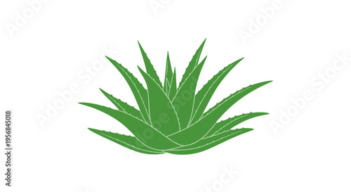 Green Aloe Vera Plant Illustration.