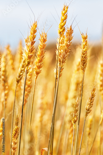 Golden Wheat field background, ripening ears of wheat on field at natural light. Yellow ripe grains bread crop, good harvest in agricultural field, autumn season. Crops field grain culture at blue sky