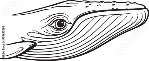 whale eye close side view line art marine mammal head outline illustration black white ocean wildlife vector.eps