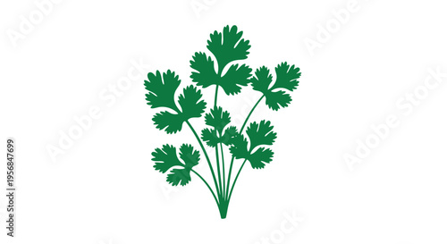 Fresh Green Parsley Herb Leaves.