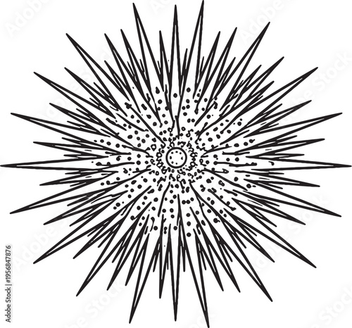 Sea Urchin Top View Clean Black White Line Art Marine Echinoderm Illustration