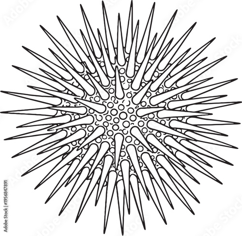 Sea urchin spiny ball pose line art marine echinoderm top view outline vector illustration isolated on white
