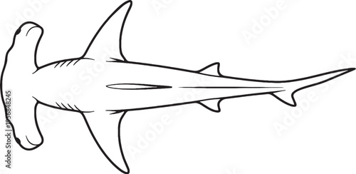 Hammerhead Shark Top View Pose Marine Animal Illustration