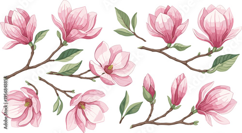 Pink Magnolia Flower Branch Set with Blooming Blossoms, Buds, and Green Leaves for Botanical Illustration, Spring Design, and Elegant Floral Decoration Concepts
