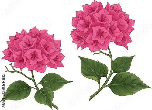 Pink Hydrangea Flower Set with Detailed Blossoms, Green Leaves, and Botanical Elements for Garden Illustration, Floral Design, and Natural Decoration Concep