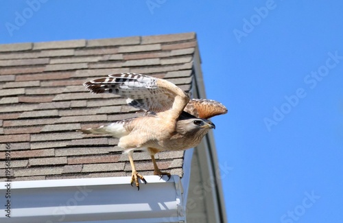 Hawk taking flight