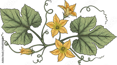 Pumpkin Vine with Yellow Flowers and Green Leaves Botanical Illustration, Autumn Garden Plant Element for Harvest, Thanksgiving, and Nature-Themed Vector Designs