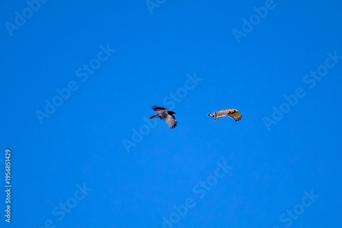 Crow chasing hawk