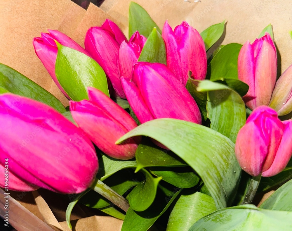 Obraz premium bouquet of pink tulips