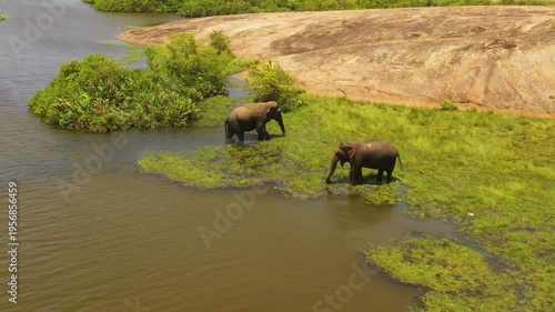 Aerial view of Elephants graze in the lake and feed the grass. Arugam Bay Sri Lanka.