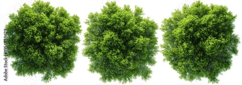aerial view of three lush green tree canopies on a white background, vibrant and peaceful