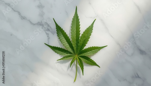 Wallpaper Mural Cannabis Leaf on Marble: A vibrant green cannabis leaf rests elegantly against a marbled backdrop, basking in natural light, showcasing the intricate details of its unique structure. Torontodigital.ca
