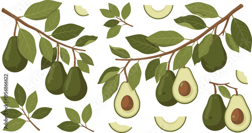 Avocado Fruit Collection with Sliced Avocados, Avocado Halves, and Fresh Green Leaves for Healthy and Organic Food Designs