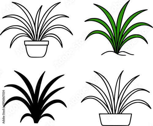 Spider plant illustration icon set, in outline, silhouette and colored, for nature or botanical designs