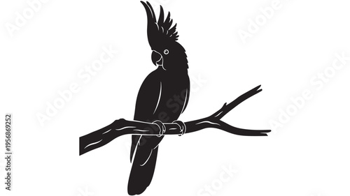 Black cockatoo perched on a branch in a stylized silhouette with a white background, showcasing its distinctive crest and eye detail.