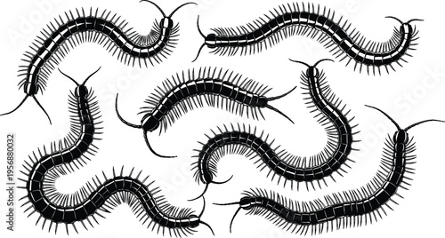 Centipede insect silhouettes set, creepy crawling arthropods collection, many legs bug illustration, horror pest concept, black vector isolated on white background