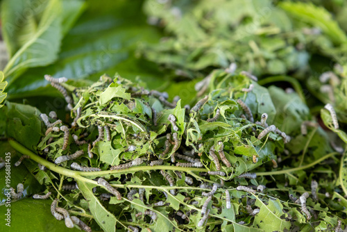 Fotografie Silkworms nibbling on mulberry leaves