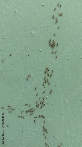 A close-up view of numerous tiny ants forming a winding trail on a light green painted wall, illustrating their collective movement.