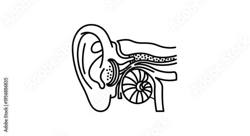 Abstract Line Art Diagram Depicting the Intricate Anatomy of the Human Ear, Highlighting Both Outer and Inner Components Essential for Auditory Perception