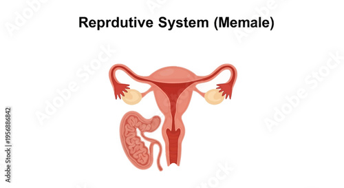 Illustration of the female reproductive system diagram on a white background