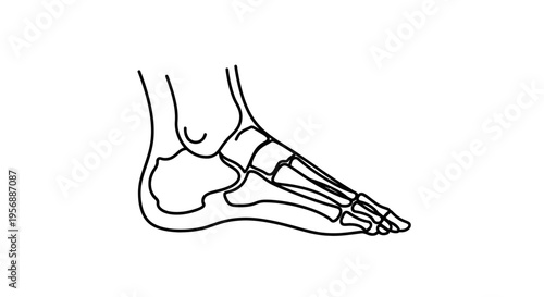 Detailed anatomical line illustration showcasing the complex skeletal structure of a human foot, ideal for medical education and science studies