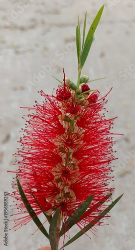 red bottlebrush flower closeup with green leaves