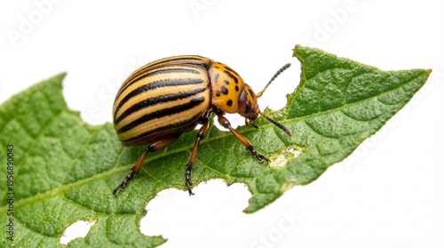 Adult Colorado potato beetle on bitten potato leaf macro photography of agricultural pest