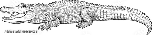 Detailed crocodile line art illustration, realistic reptile engraving style drawing, black and white alligator sketch, wildlife animal design isolated on clean background