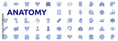 Anatomy icon set color lineal style with stomach, kidney, eye, ear, nose, mouth, tooth, tongue icons