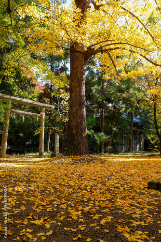 京都御霊神社の銀杏の黄葉