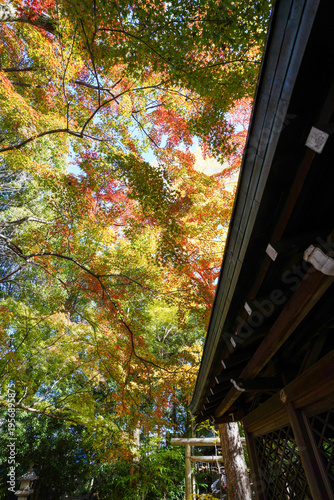 京都御霊神社境内の銀杏の黄葉と楓の紅葉