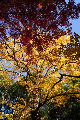 京都御霊神社境内の銀杏の黄葉と楓の紅葉
