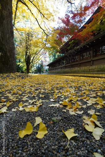 京都御霊神社の銀杏の黄葉