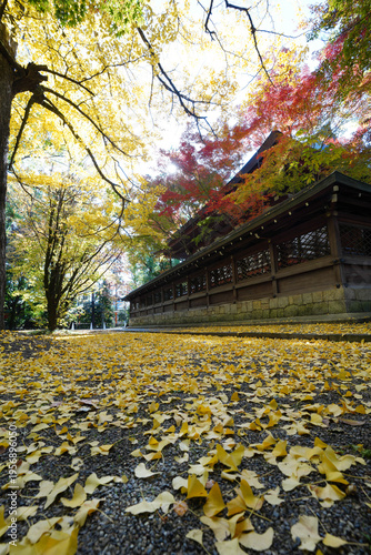 京都御霊神社の銀杏の黄葉