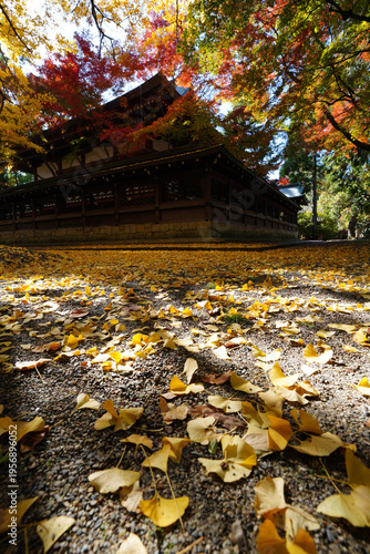 京都御霊神社の銀杏の黄葉