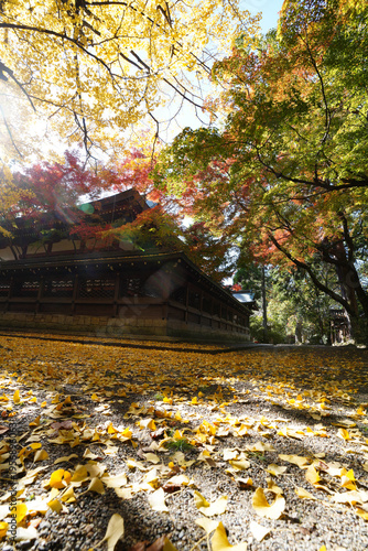 京都御霊神社の銀杏の黄葉