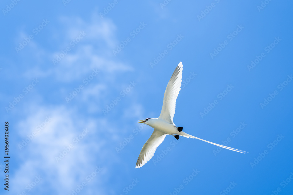 Obraz premium seagull in the sky