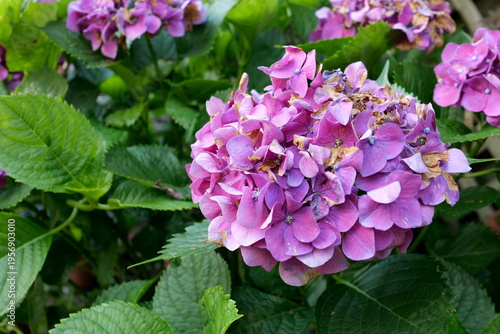 Beautiful Spring flowers