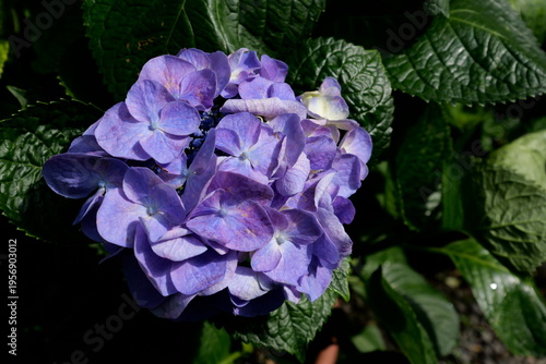 Beautiful Spring flowers