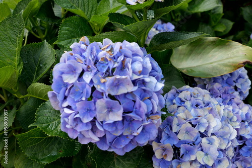 Beautiful Spring flowers