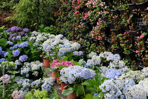 Beautiful Spring flowers