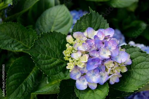 Beautiful Spring flowers