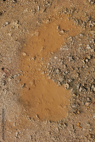 patch of wet mud and a small puddle on a sandy ground after rainfall or watering