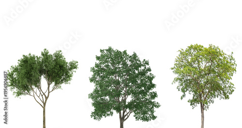 Tree on transparent background, real tree green leaf isolate die cut png file