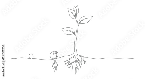 Plant growth stages from seed to seedling with roots