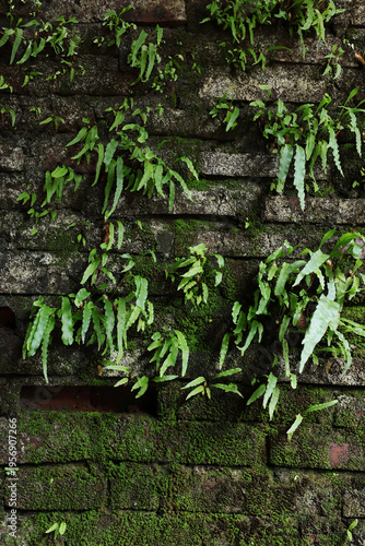 Small green ferns and moss growing out of the crevices of an old, weathered brick wall