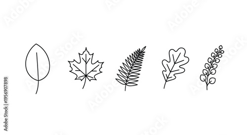 Simple line drawing of various leaves and foliage elements