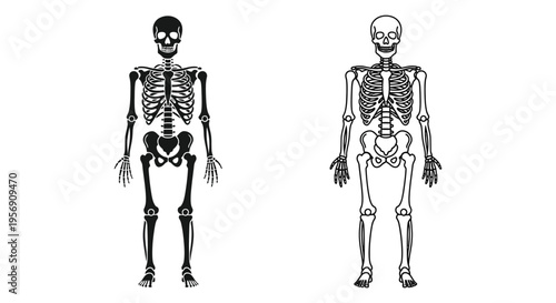 Two human skeletons depicted in a stark black outline silhouette