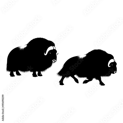 Two musk oxen standing in a contrasting silhouette against a plain background Vector, illustration